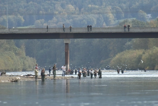 Flocking and flogging Flocking and flogging