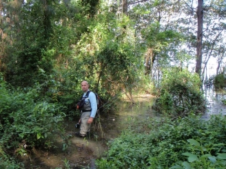 Jungle like Jungle like