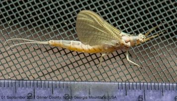 Hexagenia limbata Hexagenia limbata