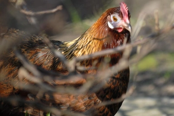 In the garden In the garden