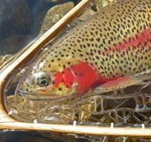 User submitted picture: Crimson cheeks.  Blue Riv...