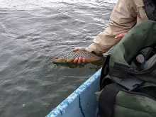 User submitted picture:  Brown Trout