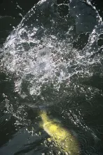 User submitted picture: Peacock Bass.
While fish...