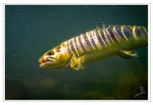 User submitted picture: trout under water