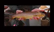 User submitted picture: "BROWNIE"