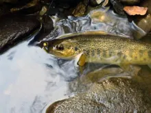 User submitted picture: Mediterranean brown trout