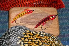 User submitted picture: Feathered Beauty