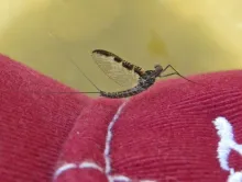 User submitted picture: Callibaetis mayfly spinne...