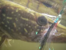 User submitted picture: A small pike is fighting ...