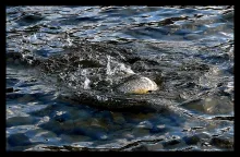 User submitted picture: Trout finghting for freed...