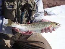 User submitted picture: Very early young steelhea...