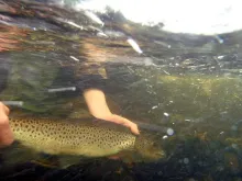 User submitted picture: Reviving a sea trout prio...