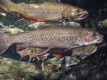 User submitted picture: School of Brook Trout, Wo...