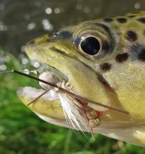 User submitted picture: Wild brown meets Mister H...