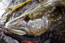 User submitted picture: 104cm pike on a Slinky ba...