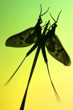 User submitted picture: 2 newly hatched Vulgata m...