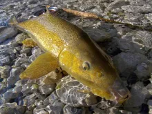 User submitted picture: Barbel