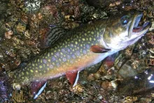 User submitted picture: Small Stream Wild Brook T...