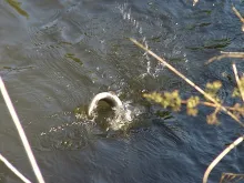 User submitted picture: Fighting Grayling