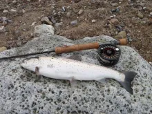 User submitted picture: Saetrout