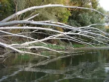 User submitted picture: Old Wood