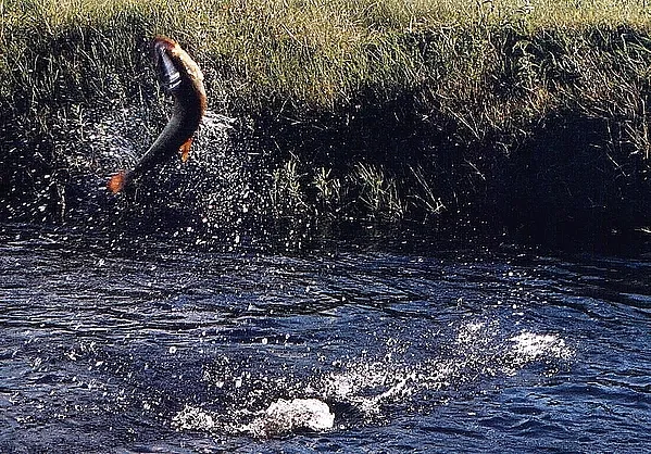 User submitted picture: Freshwater Dorado jump