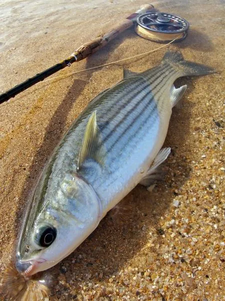 User submitted picture: Mullet lippu