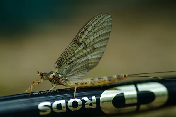 User submitted picture: Mayfly