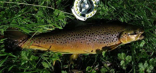 User submitted picture: Brown from River Anthon
