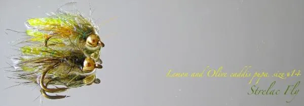 User submitted picture: Caddis pupas
Hook- Musta...