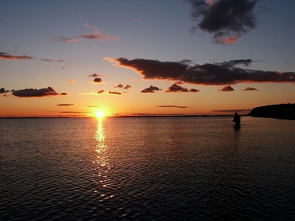 User submitted picture: Ripley wading into the su...