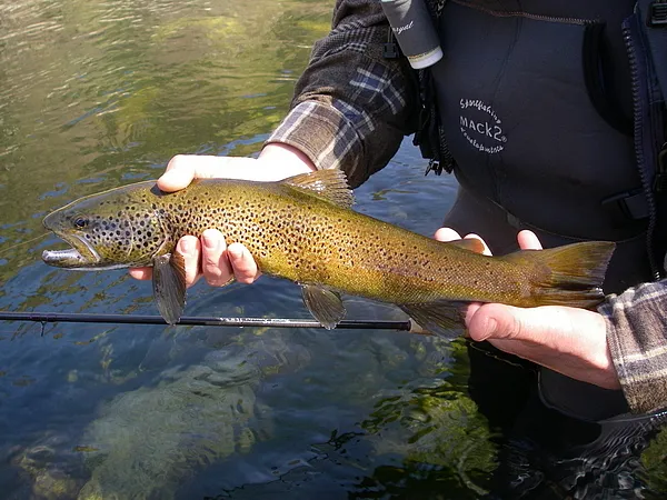 User submitted picture: Nice native just before r...