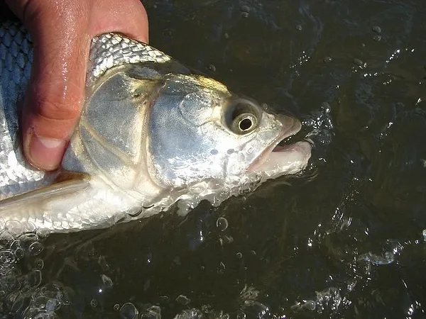 User submitted picture: Asp face