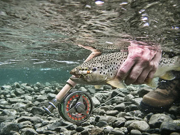 User submitted picture: Nice brown of the Manso r...