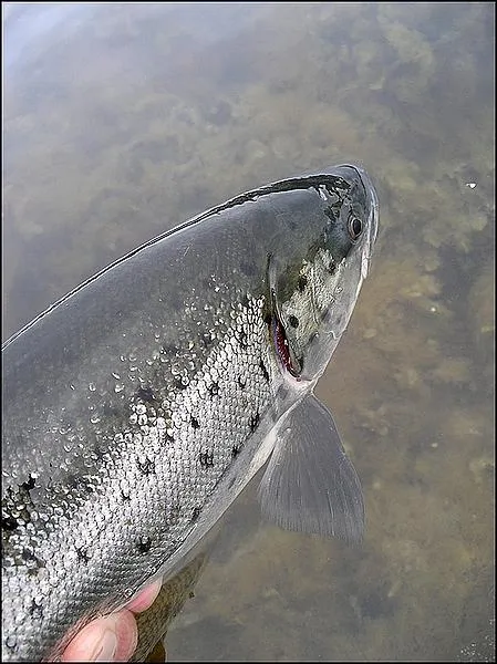 User submitted picture: Seatrout C&R