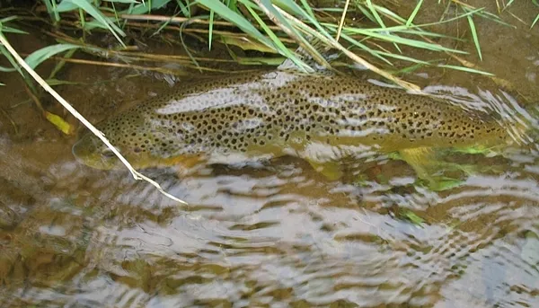 User submitted picture: Almost Free!!!