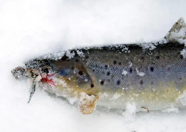 User submitted picture: Trout on snow