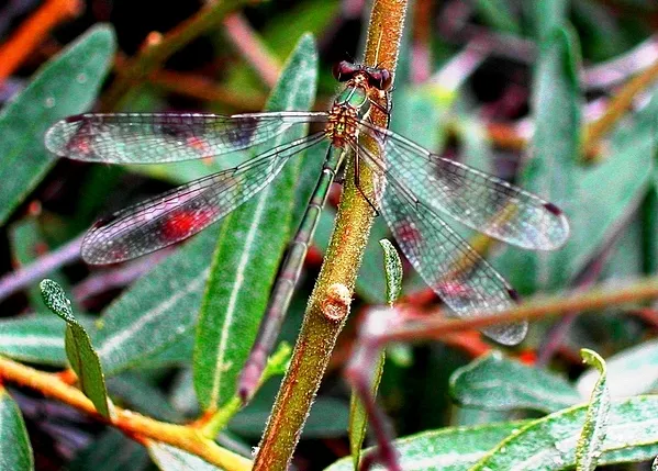 User submitted picture: Damselfly