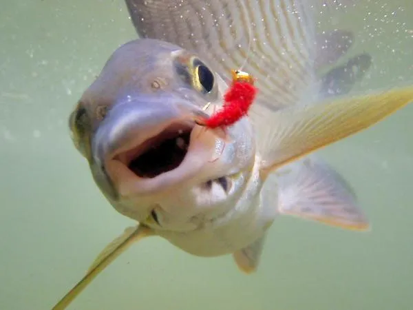 User submitted picture: Happy grayling