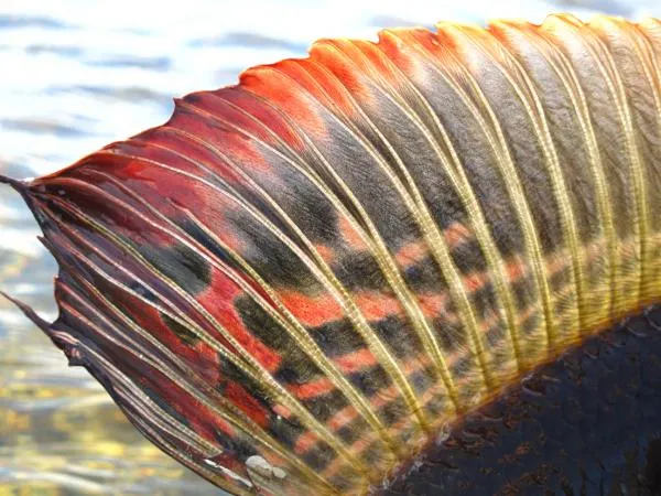 User submitted picture: Sweden 2010 by www.guidep...