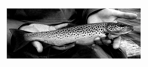 User submitted picture: "Taken on dry fly"