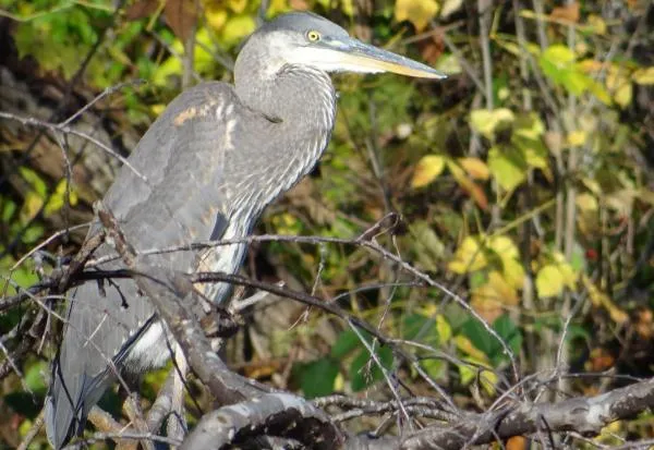 User submitted picture: Heron "The River Keeper....