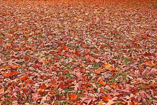 User submitted picture: A natural red carpet.